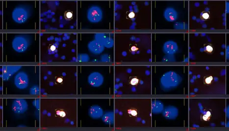 Multiplex imaging
