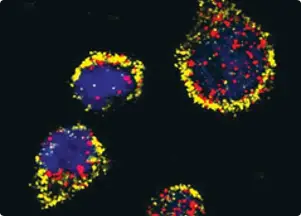 mRNA FISH
