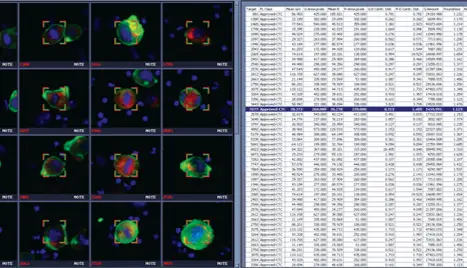 Cells characterization