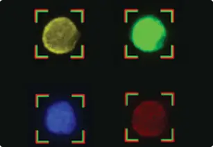 Immuno-fluorescent antibodies
